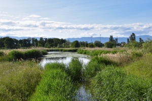 Etang-de-Rouelbeau-Geneve