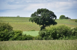 Marais du Sionnet, Campagne Geneve, Suisse - Wettach Jean-Marc@2020