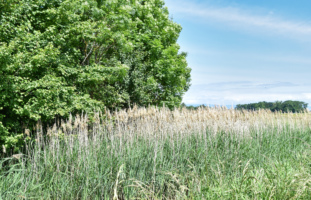 Marais du Sionnet, Campagne Geneve, Suisse - Wettach Jean-Marc@2020