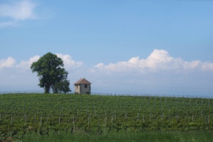 Vignoble-de-Compesiere-Bardonnex-Suisse