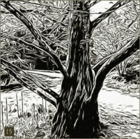 VallottonHommagePhPacheArbre 5072